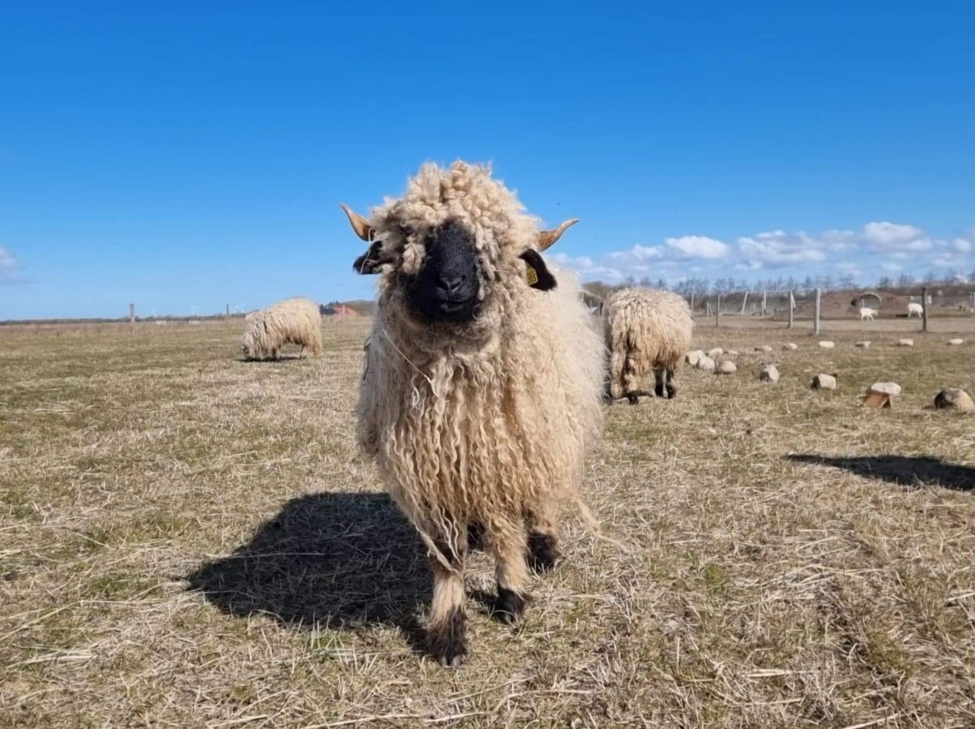 Valais blacknose får
