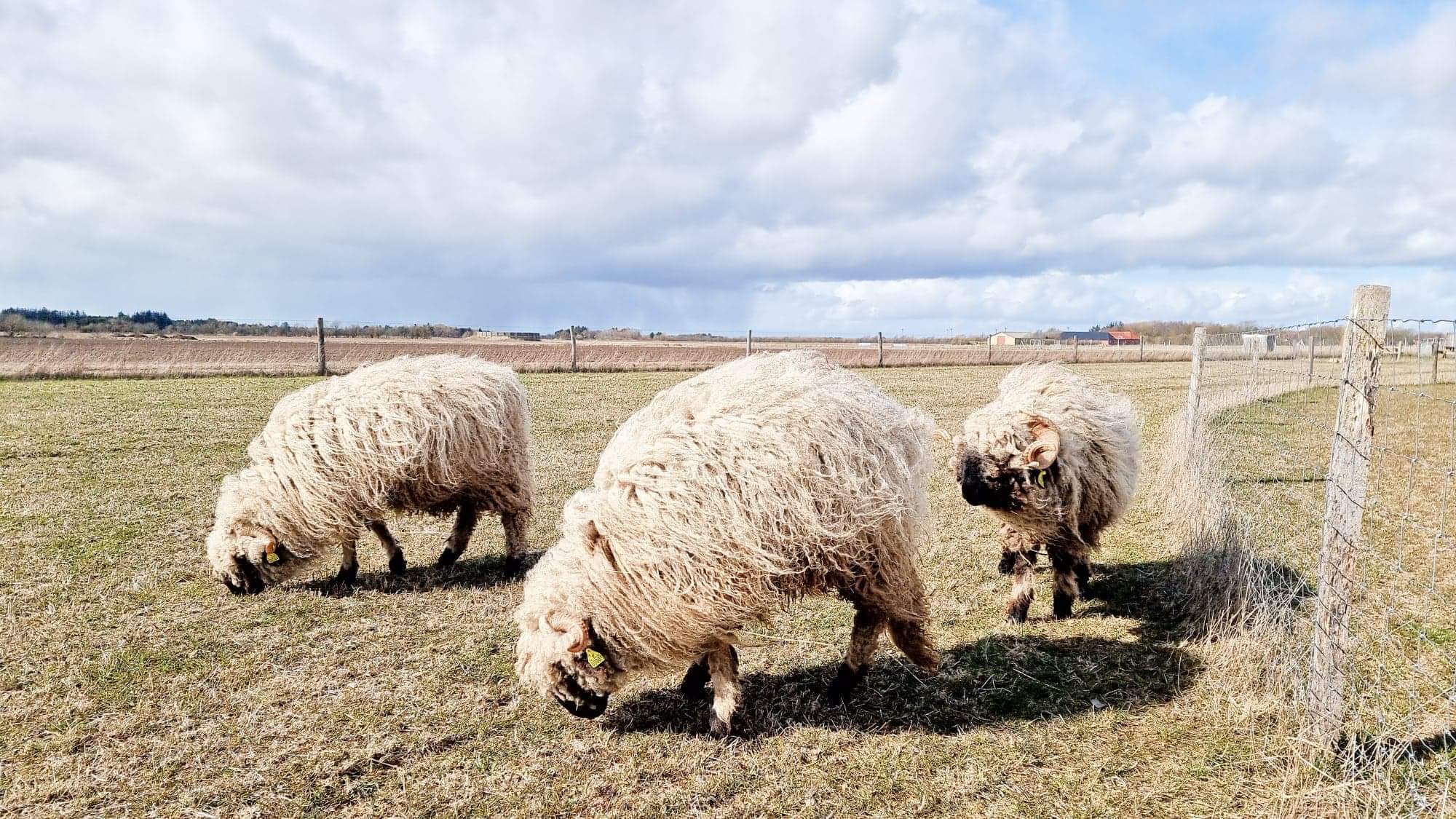 Valais blacknose får flok