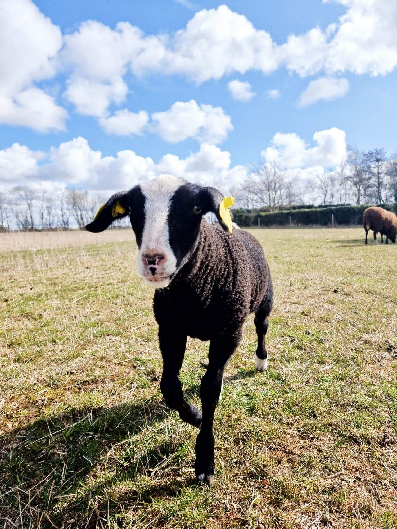 Zwartbles får lam