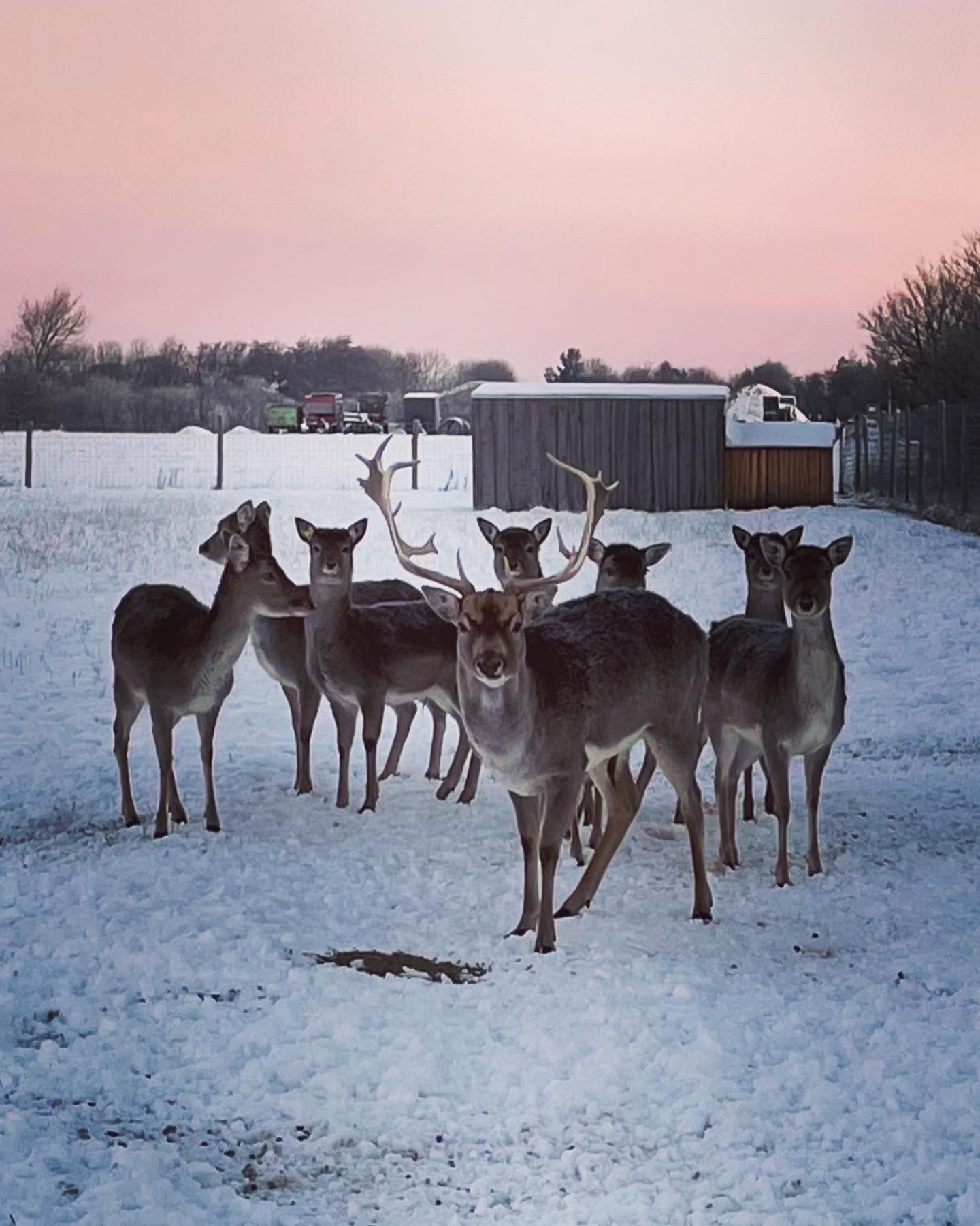 Dådyrene i deres vinterpels