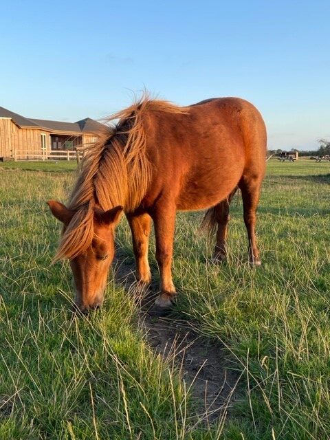 Brun Shetlandspony